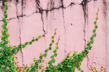 Old pink cement wall texture and background.