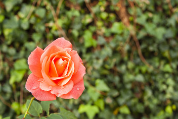 rosa arancione