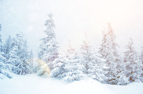 Mystical winter landscape of trees in sunlight during snowfall (