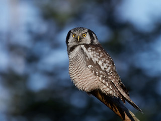 Northern hawk-owl (Surnia ulula)