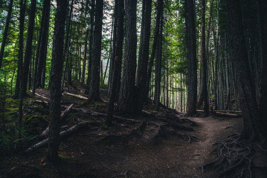 Fototapeta Gloomy hiking trail.