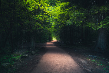 Obraz premium Forest hiking path.