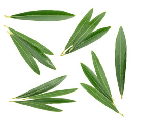 Olive leaves isolated on white, without shadow
