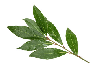 Fresh bay leaves isolated without shadow