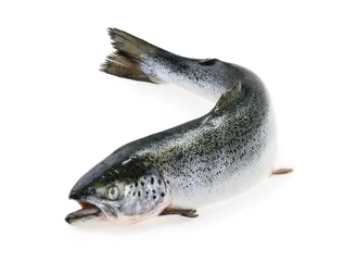 Photo sur Plexiglas Poisson Poisson saumon isolé sur blanc