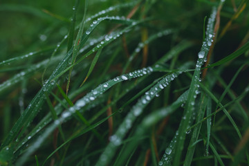 Fresh grass background with dew drops closeup
