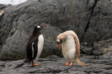Naklejka premium Penguin