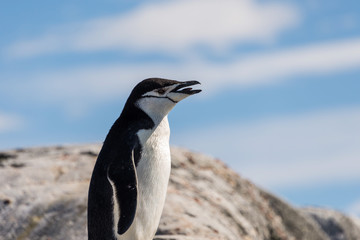 Naklejka premium Penguin