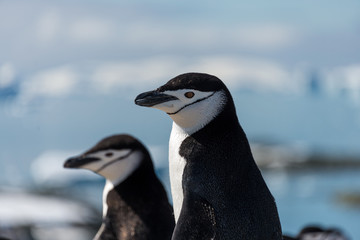 Naklejka premium Penguin