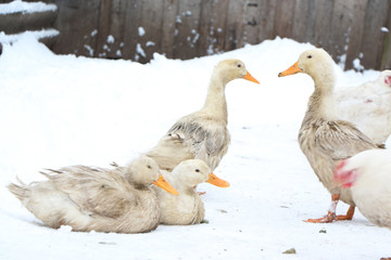 Dirty duck on the white snow