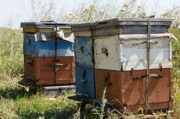 Bee hives in the apiary