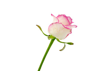 Delicate flower rose  isolated on white background