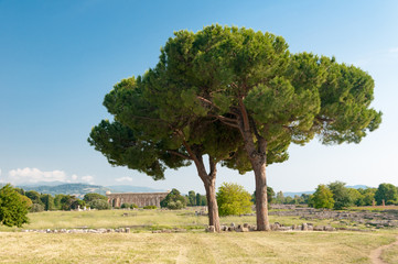 Mächtige Pinien in der Tempelanlage von Paestum