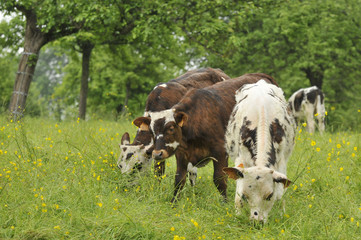 Vaches Normandes