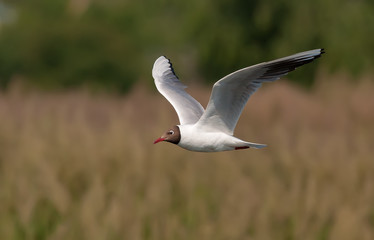 Black-headed gull