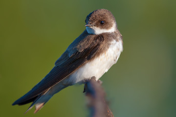 Sand martin warming up in the morning
