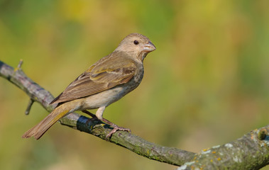 Common rosefinch morning backview