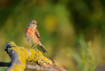 Common linnet in morning sunrays