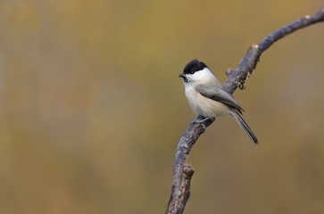 Willow tit minimalistic posing