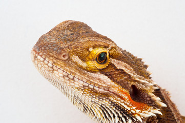 one agama bearded on white background.reptile close-up.