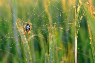 Female spider (Aculepeira ceropegia) at the center of its web in a rye field