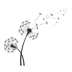 Black dandelion silhouette with wind blowing flying seeds isolated on white background