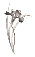 Ink illustration of flower iris. Sumi-e, u-sin, gohua painting stile. Silhouette made up of black brush strokes isolated on white background.