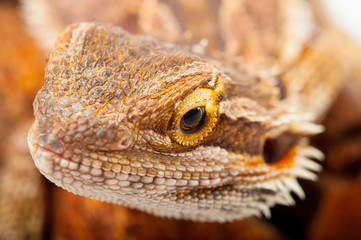 one agama bearded on white background.reptile close-up.