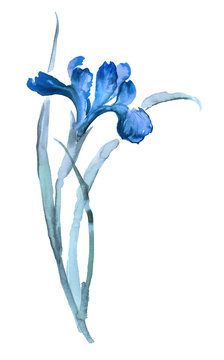 Ink illustration of iris flower. Sumi-e, u-sin, gohua painting stile, colored with blue colors. Silhouette made up of brush strokes isolated on white background.