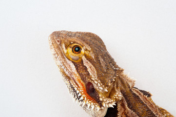 one agama bearded on white background.reptile close-up.