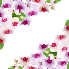 Fototapeta na wymiar Beautiful floral background with orchids 