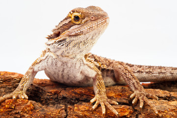 Obraz premium one agama bearded on white background.siting on the bark of tree.closeup
