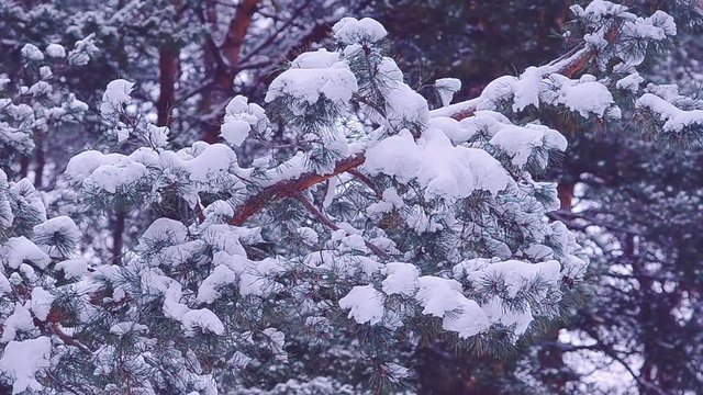 pine branches covered with white snow on background of winter forest, winter landscape