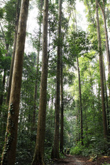 photographer taking picture in the forest