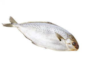 frozen fish isolated on white background