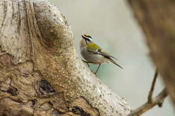Firecrest - regulus ignicapillus