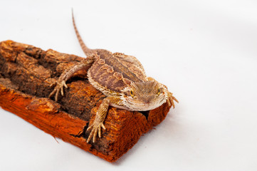one agama bearded on white background.reptile close-up.