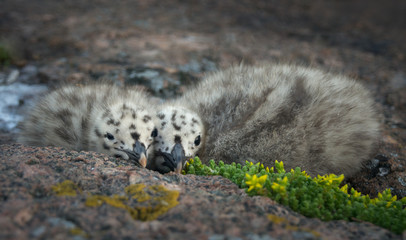 gull chicks