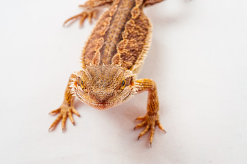one agama bearded on white background.reptile close-up.