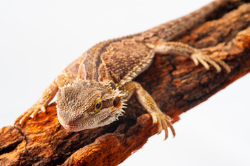 one agama bearded on white background.siting on the bark of tree.closeup