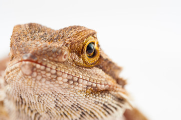 one agama bearded on white background.reptile close-up.