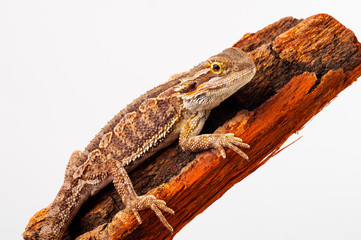 one agama bearded on white background.siting on the bark of tree.closeup