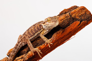 one agama bearded on white background.siting on the bark of tree.closeup