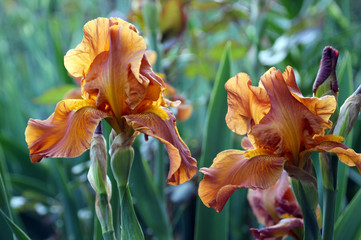 Red iris in the spring garden.