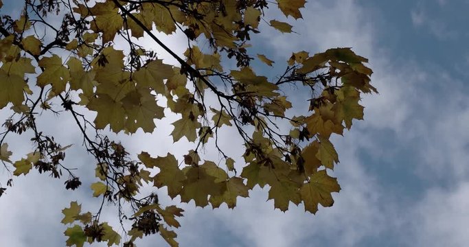 Golden Orange Autumn Leaves on Branches Trembling on the Background of Blue Sky With Clouds. Time Lapse