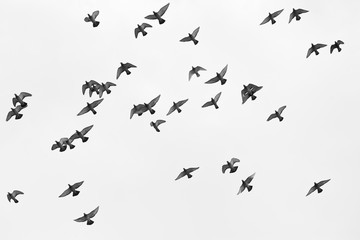 Many pigeons birds flying in the sky. Black and white