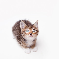 An adorable kitten looking up innocently on a white surface