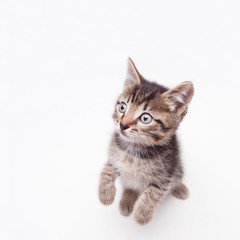 An adorable kitten looking curious standing on its hind legs on a white surface