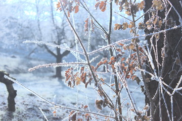 Beautiful Nature Frost