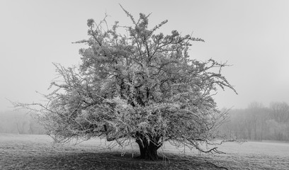 frostbaum